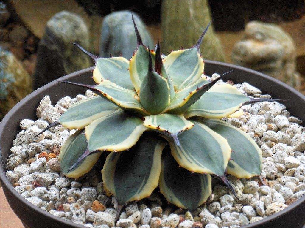 アガベ』 【アプラナータ クリームスパイク】 : 【My Favorite Plants】