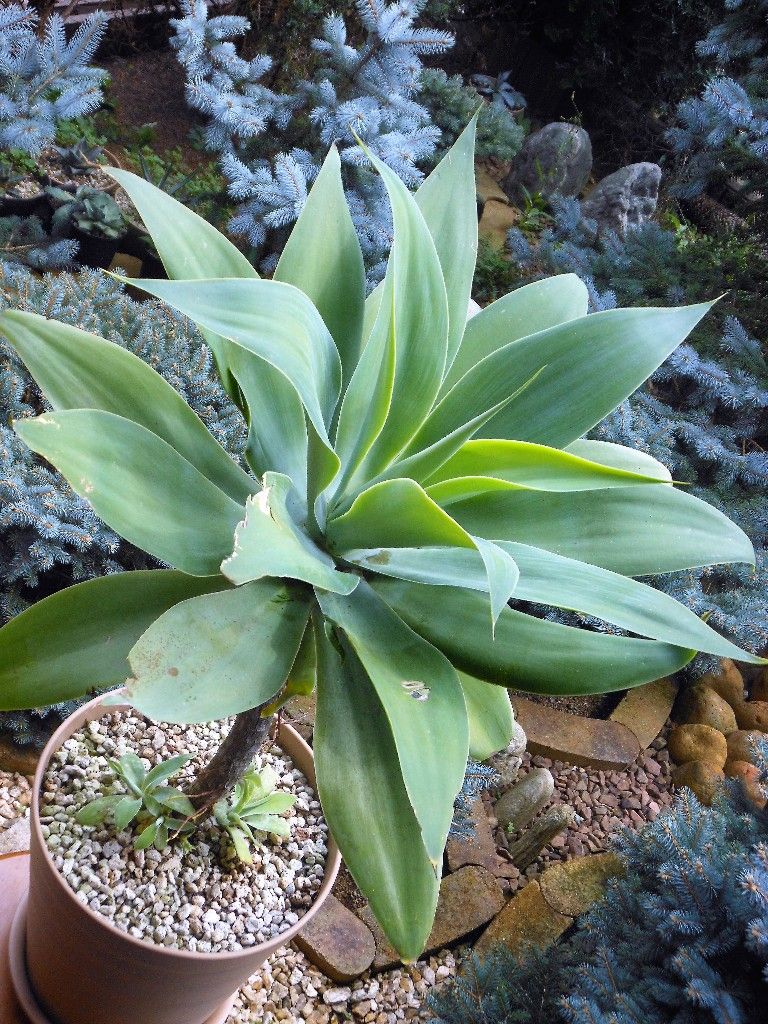 アガベ アテナータ 2 My Favorite Plants アガベ アテナータ 2 My Favorite Plants