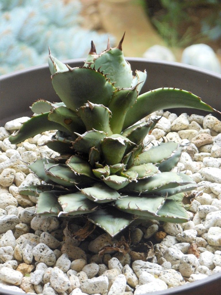 稀少】大型フィリグリークレステッド モンスト 綴化 TC株 アガベ