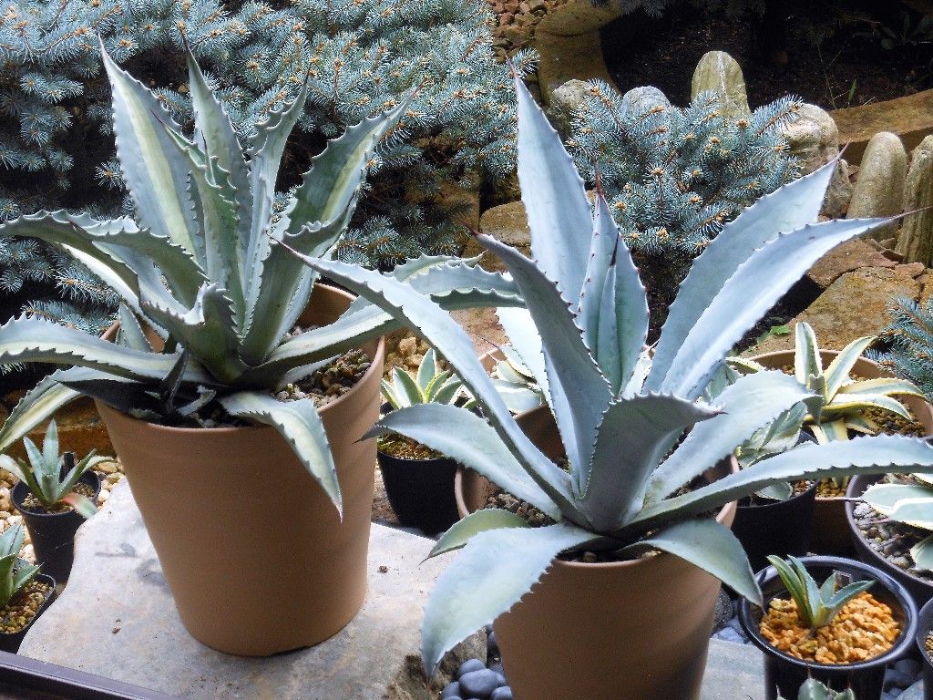 アガベ』 【アメリカーナ プロトアメリカーナ レモンライム】2 : 【My