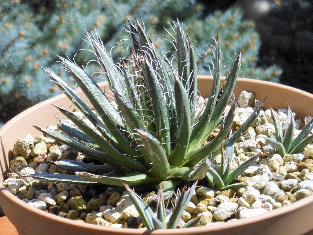 アガベ フィリフェラ？ レオポルディ？