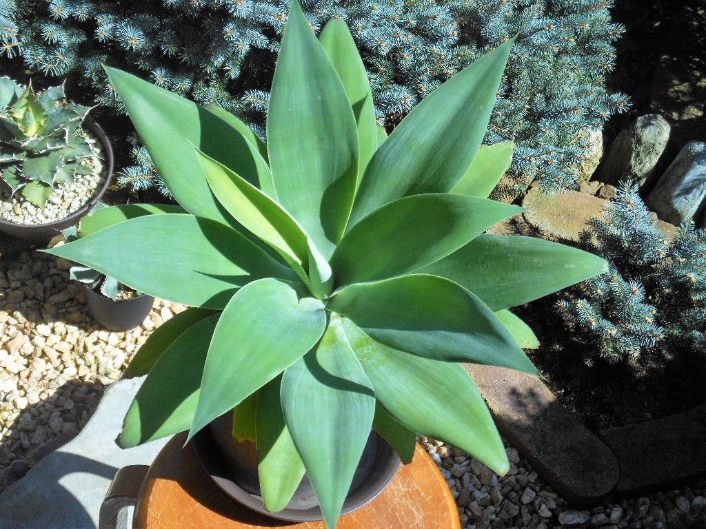 アガベ』 【アテナータ ボーチンブルー】 : 【My Favorite Plants】