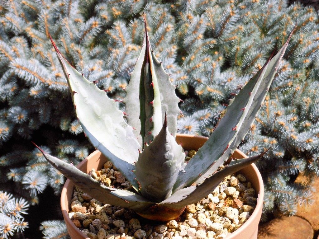 アガベ』 【ワコマヒー】 : 【My Favorite Plants】