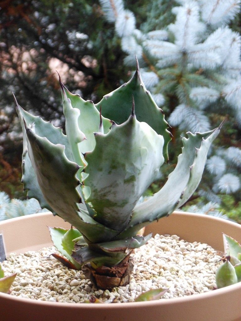 アガベ』 【コロラータ】 : 【My Favorite Plants】 アガベ』 【コロラータ】 : 【My Favorite Plants】