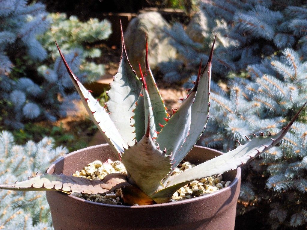 アガベ　屈原の舞扇　パルメリー　 大株　7号　子株付き　屋外越冬済　抜き苗発送 アガベ 屈原の舞扇 パルメリー 大株 7号 子株付き 屋外越冬済 抜き苗