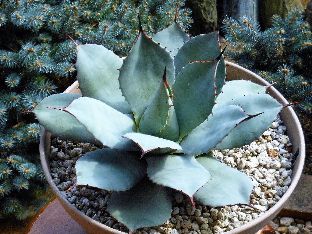 アガベ』 【パリー トランカータ】2 : 【My Favorite Plants】 アガベ』 【パリー トランカータ】2 : 【My Favorite Plants】