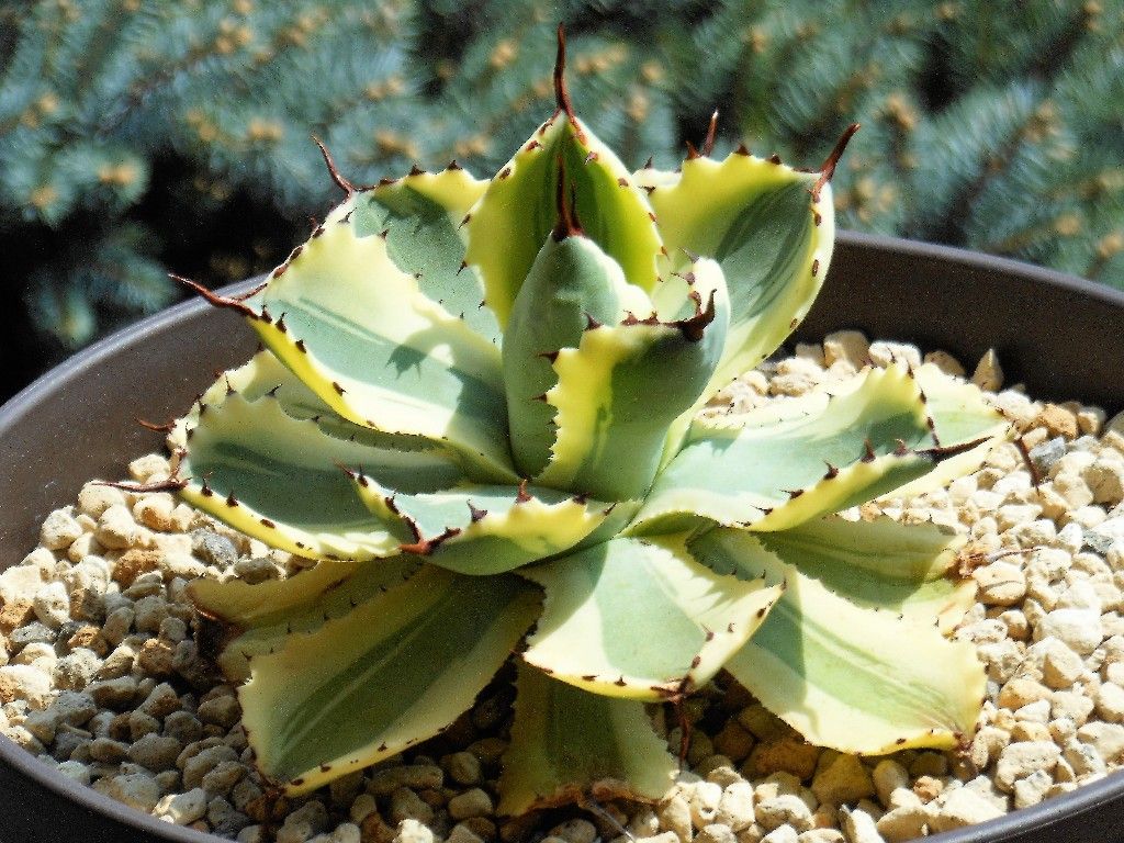 アガベ デザートダイヤモンド 特大株 アガベ デザートダイヤモンド – FRECER（フリッカー）