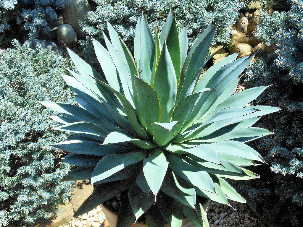 アガベ』 【ブルーフレーム】2 : 【My Favorite Plants】