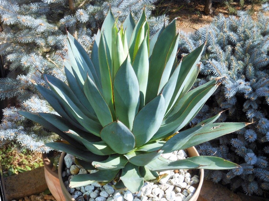 アガベ』 【ブルーフレーム】 : 【My Favorite Plants】