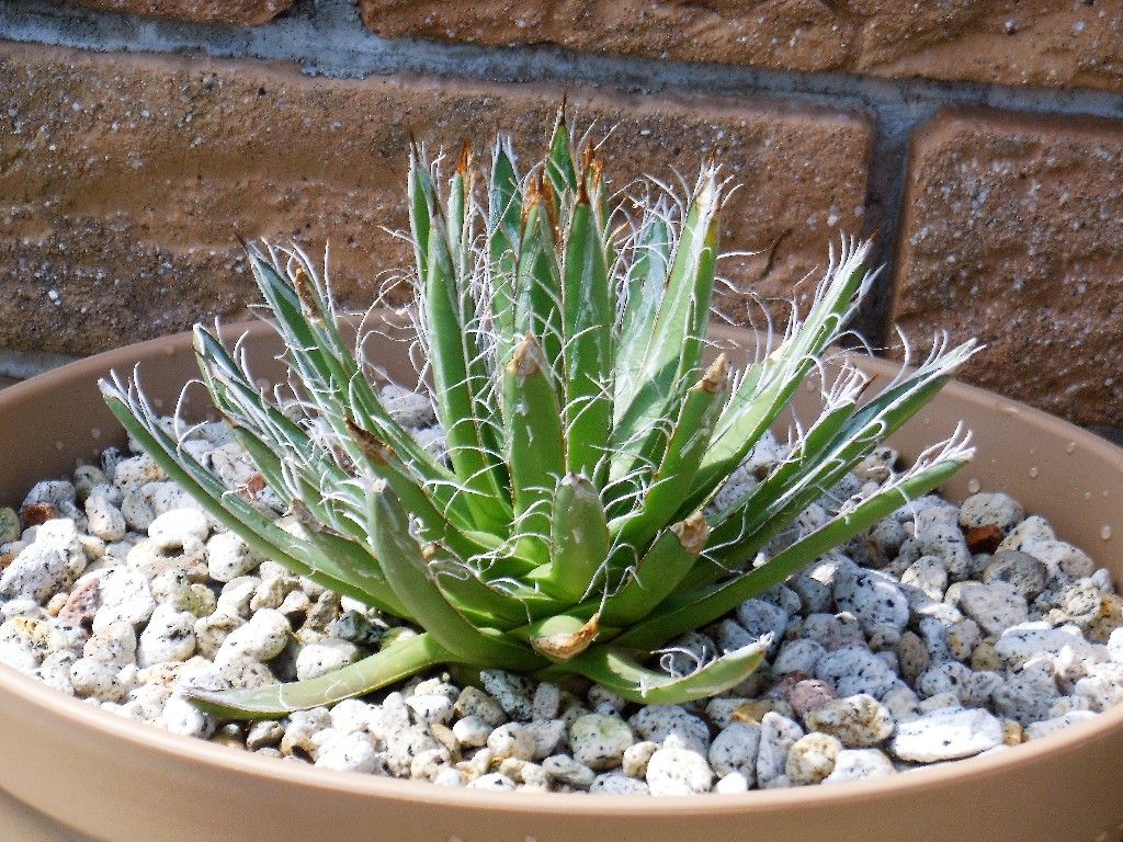 アガベ』 【パルビフローラ】「姫乱れ雪」 : 【My Favorite Plants】 アガベ』 【パルビフローラ】「姫乱れ雪」 : 【My Favorite Plants】