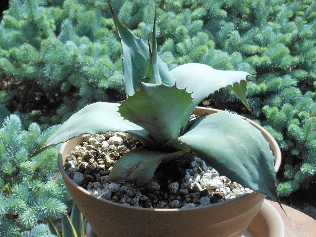 ニ*カ様 アガベ　デザートラブ 仔株 オバティフォリア【希少限定1株】検→オルカ ニ*カ様 アガベ デザートラブ 仔株 オバティフォリア【希少限定1