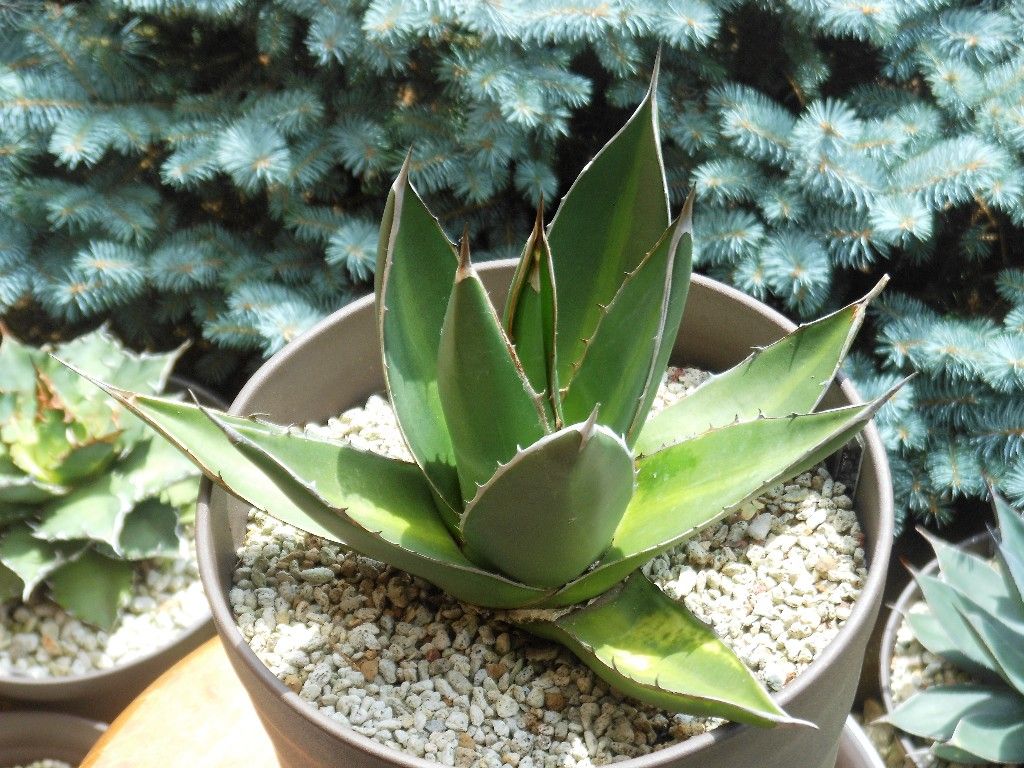 アガベ』 【パープソラム】or【ジェスブレイティー】（帝釈天） : 【My