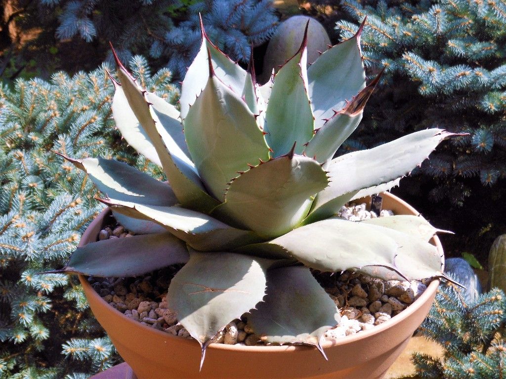 アガベ』 【パリー ホーチエンシス】2 : 【My Favorite Plants】 アガベ』 【パリー ホーチエンシス】2 : 【My Favorite Plants】
