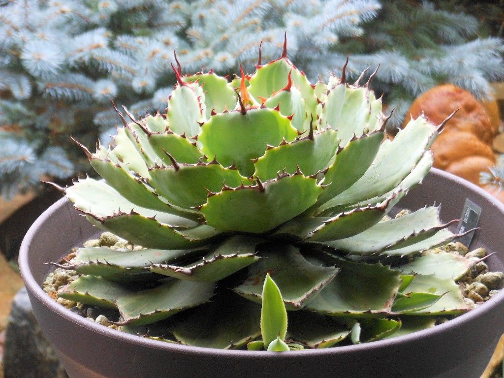 アガベ モンタナ白覆輪 ま*ょ様 アガベ モンタナ白覆輪 アガベモンタナ