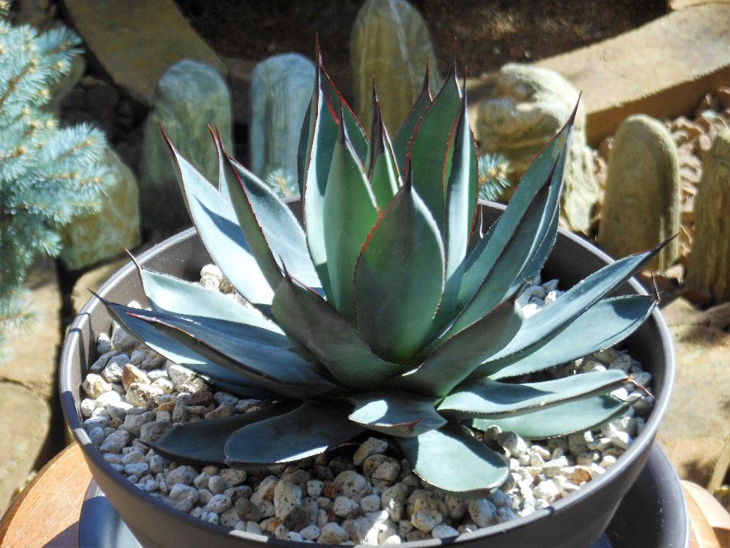 アガベ』 【ブルーエンバー】 : 【My Favorite Plants】