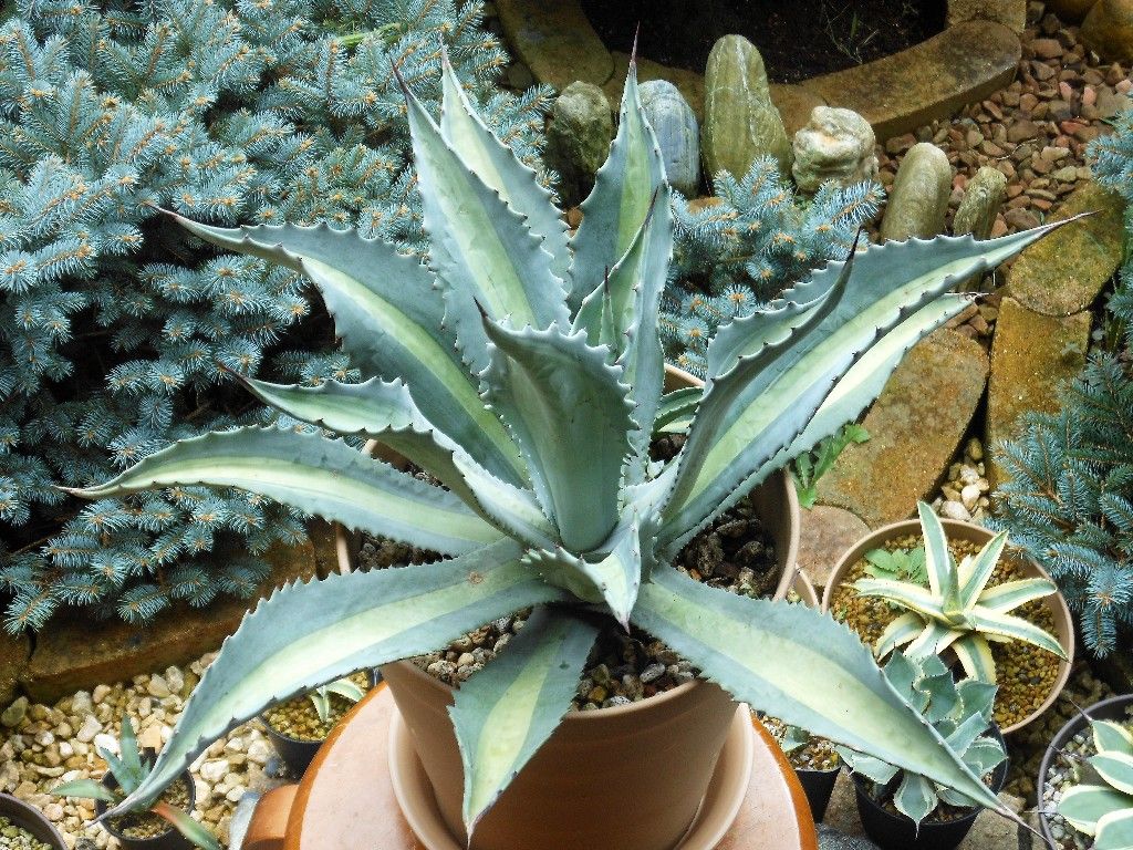 アガベ』 【アメリカーナ プロトアメリカーナ レモンライム】2