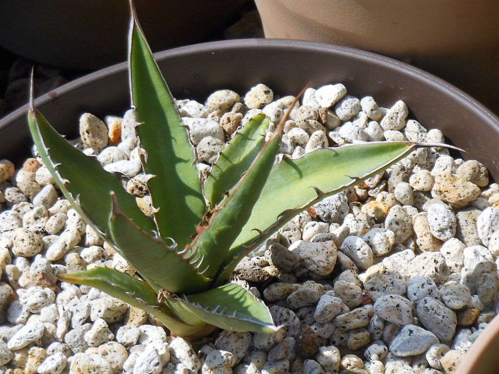 アガベ』 【キシロナカンサ】 : 【My Favorite Plants】