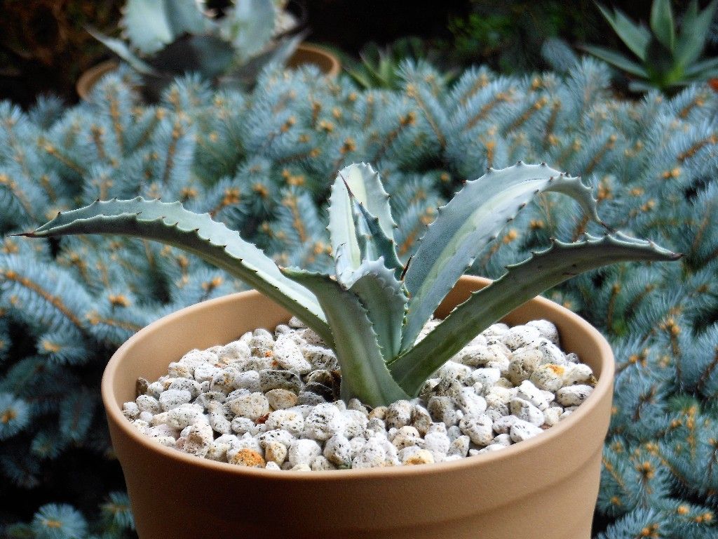 アガベ』 【アメリカーナ エクスパンサ パリーダ】 : 【My Favorite