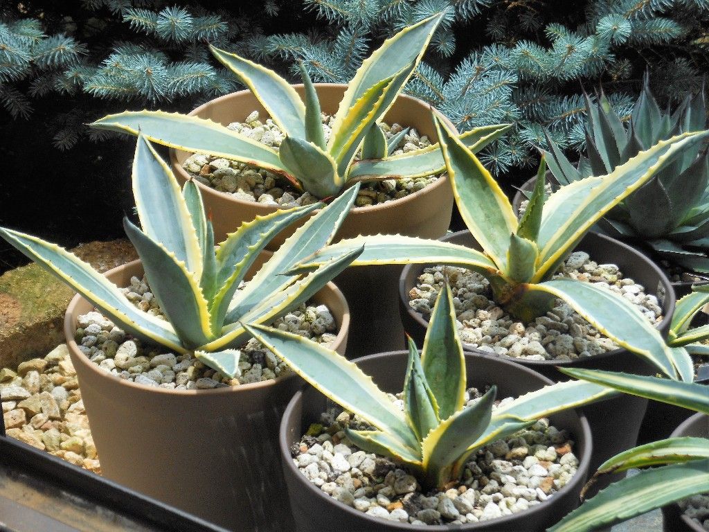 存在感抜群！】アガベ・アメリカーナ バリエガータ 黄覆輪斑 大株 鉢