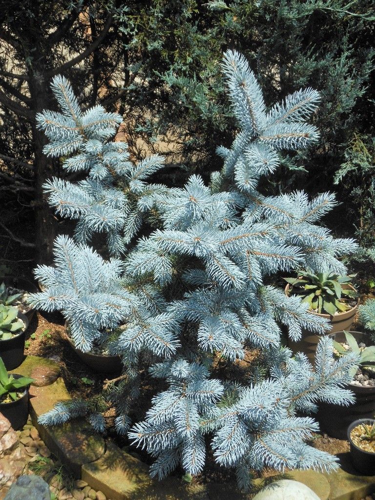 ②　プンゲンス　トウヒ　ホプシー７号　最高等級極上品‼️ プンゲンストウヒ エディス ② プンゲンス トウヒ ホプシー 7号 最高