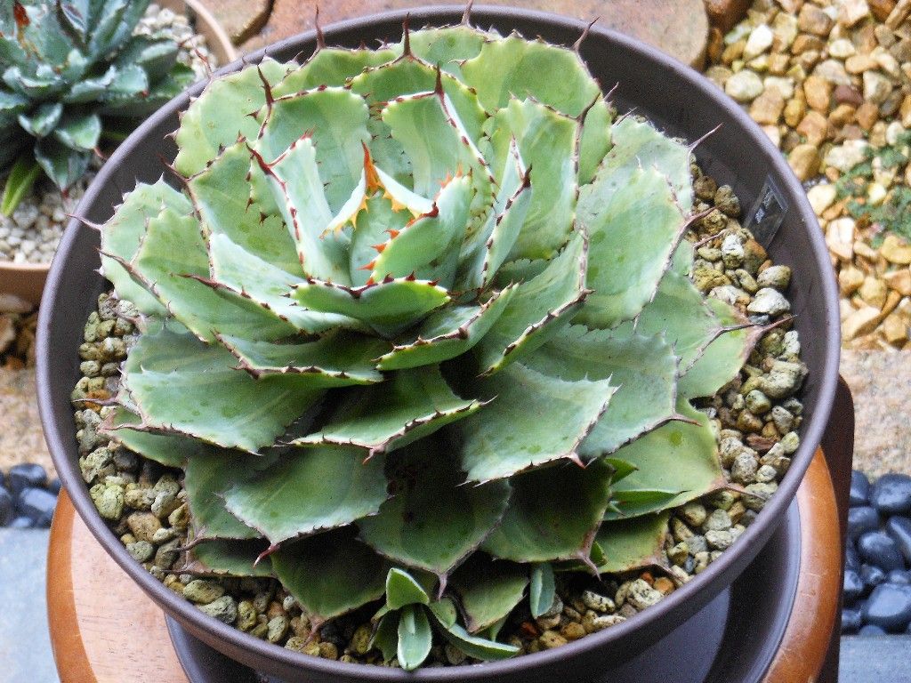 多肉植物　吉祥冠錦　抜き苗　特大苗 多肉植物 吉祥冠錦 抜き苗 特大苗 Agave potatorum 吉祥冠錦