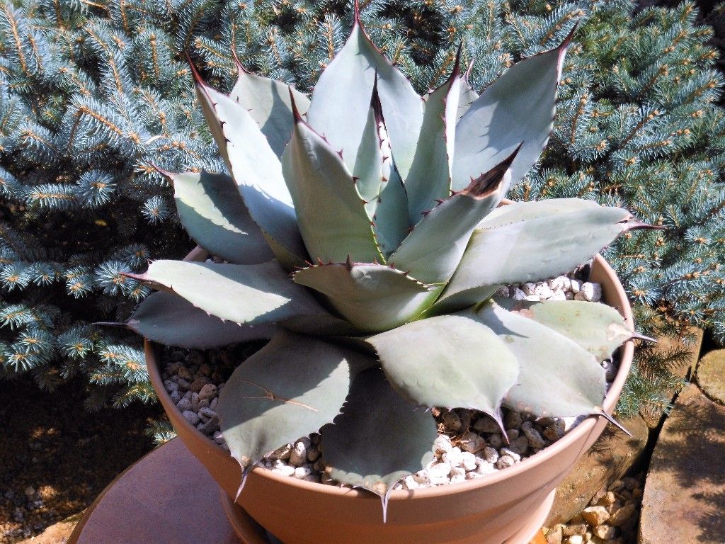 アガベ』 【パリー ホーチエンシス】2 : 【My Favorite Plants】 アガベ』 【パリー ホーチエンシス】2 : 【My Favorite Plants】