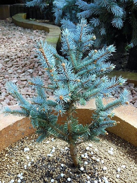 軽トラ可 280cm プンゲンストウヒ ホプシー ガーデニング シンボル