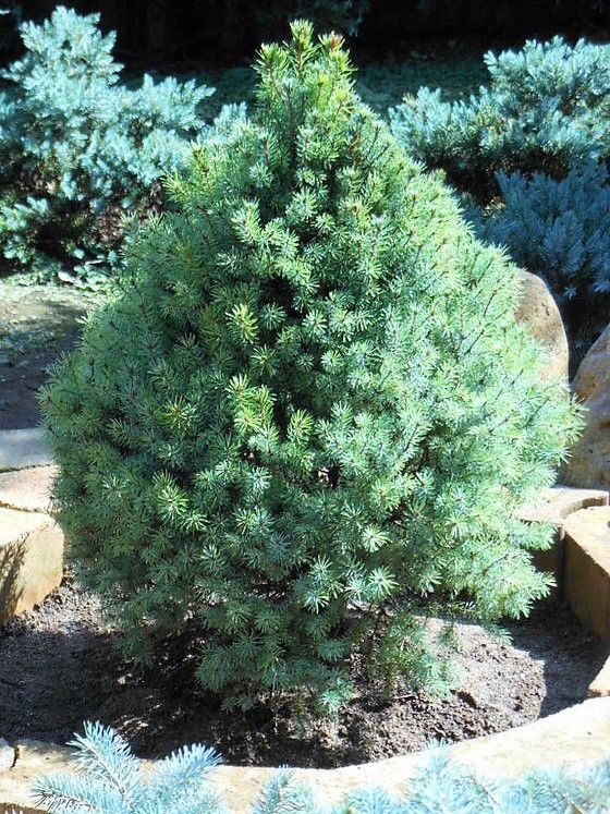 カナダトウヒ　エキニフォルミス カナダトウヒ「エキニフォルミス」の今 | dukeのコニファー&陶芸ブログ