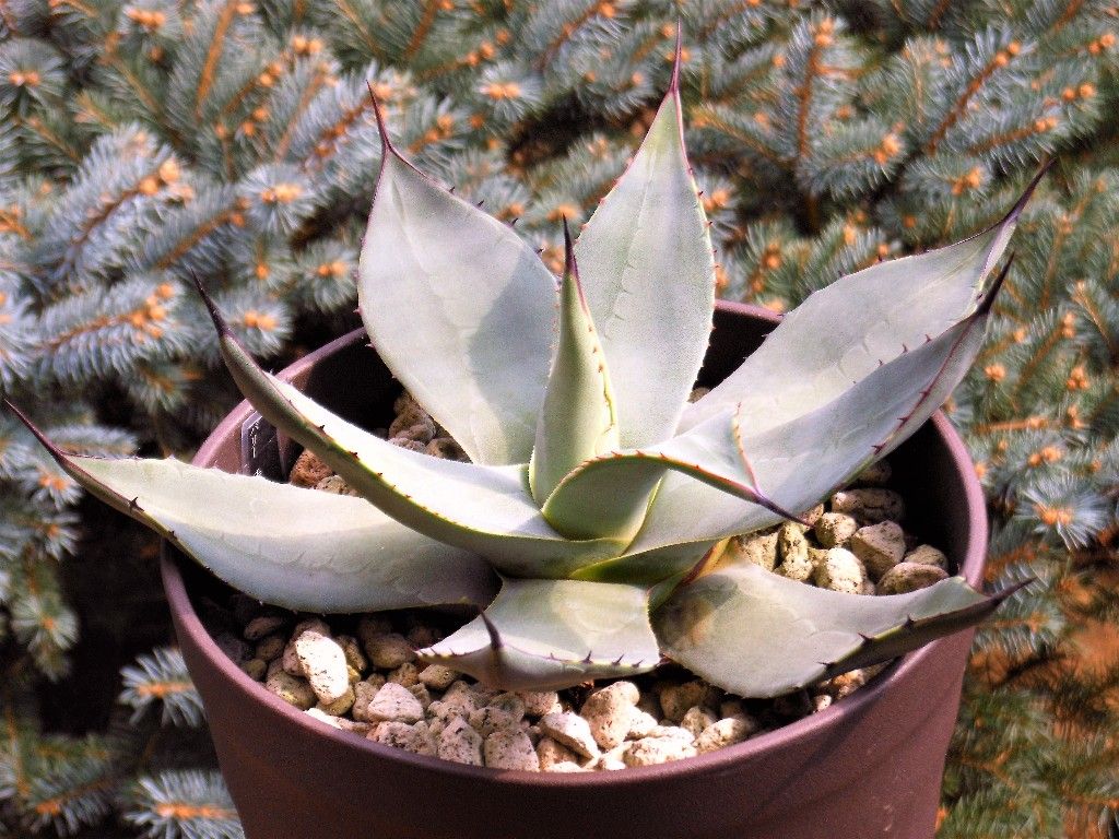 アガベ』 【パリー チワワ】2 : 【My Favorite Plants】