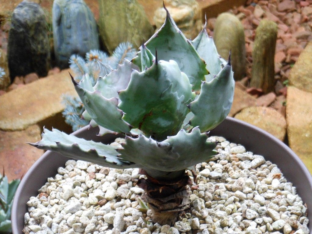 子株 アガベ ハイブリッド キシロナカンサ × コロラータ agave キシコロ