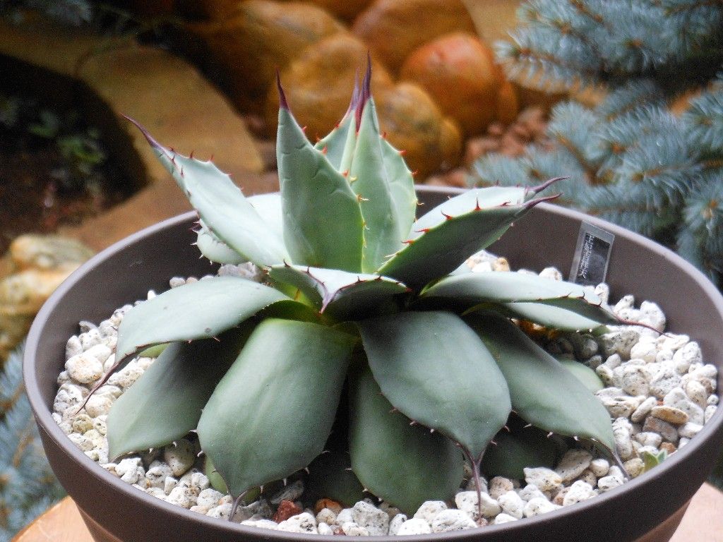 アカベ　アプラナータ　クリームスパイク　大株 アカベ アプラナータ クリームスパイク 大株 クリームスパイク | STORES