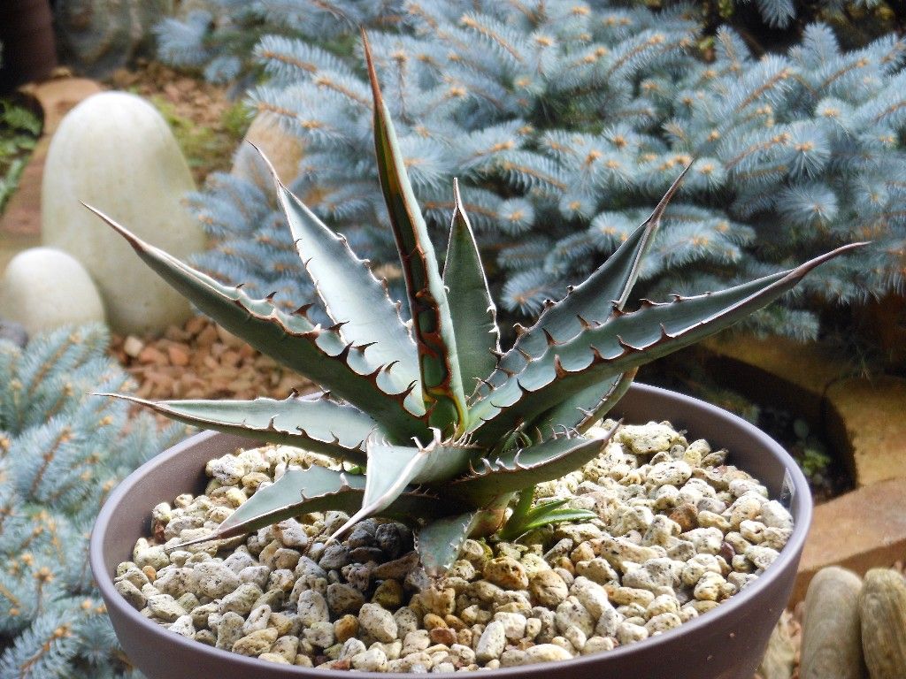 アガベ 選抜株　キシロナカンサ　酒呑童子　親株　グネグネ アガベ 選抜株 キシロナカンサ 酒呑童子 親株 グネグネ アガベ