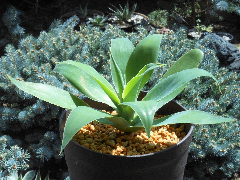 現品】アガベ・アテナータ ボーチンブルー 10号 や6番 現品】アガベ