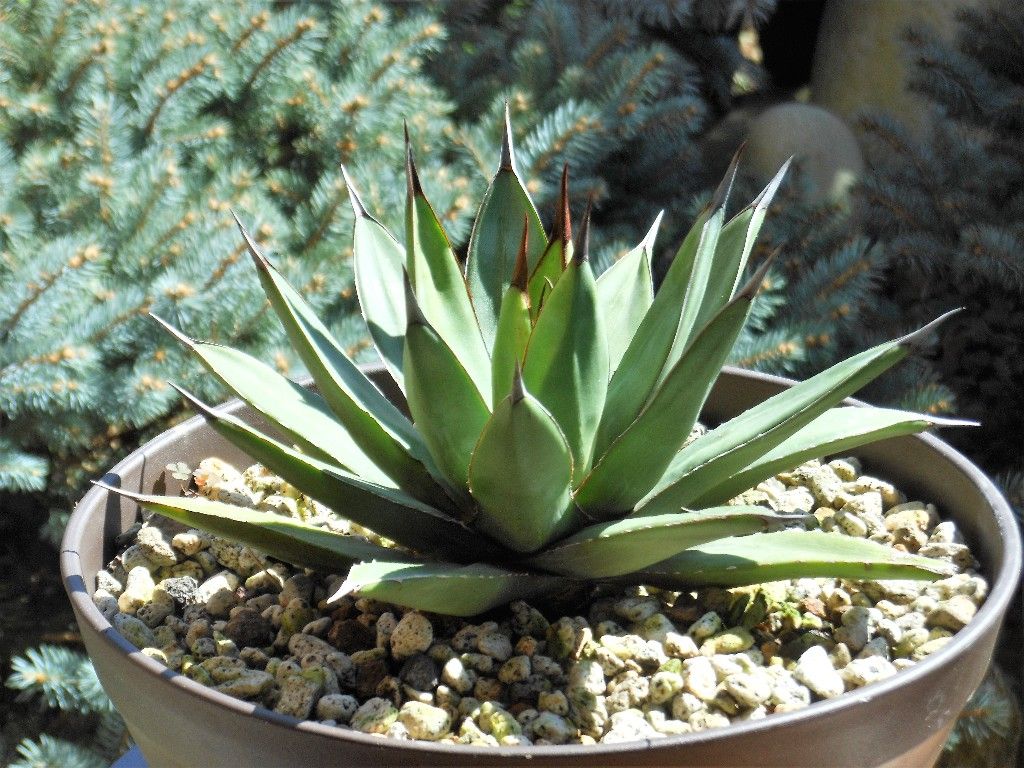 アガベ』 【ロイヤルスピン】 : 【My Favorite Plants】