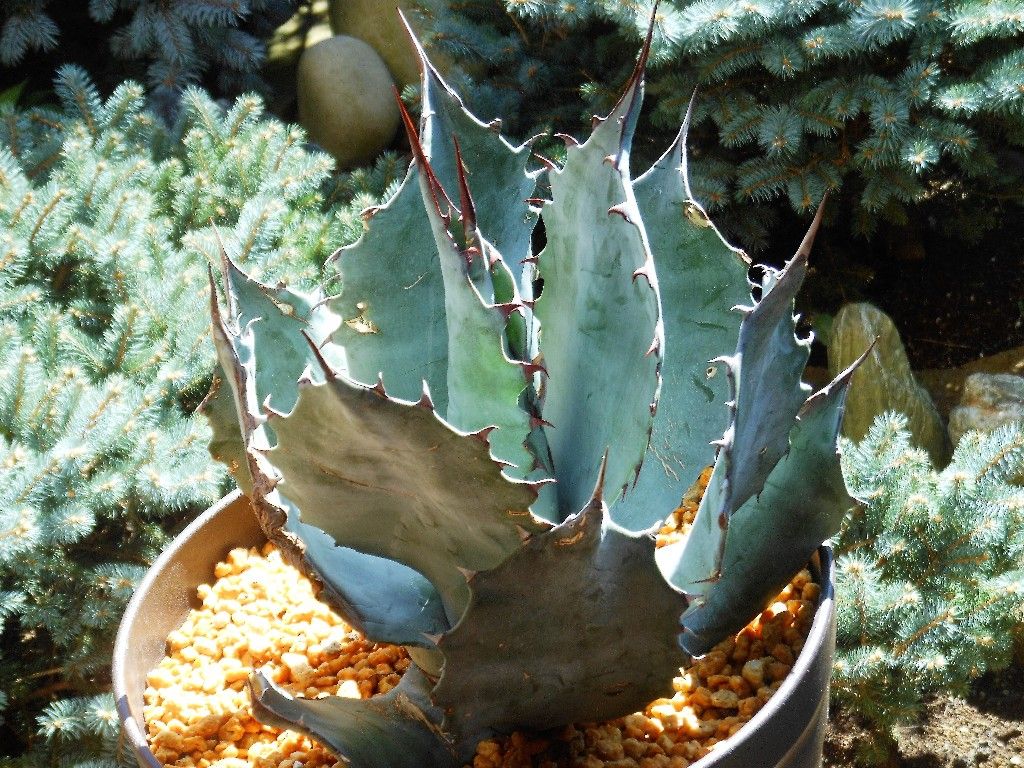 アガベ』 【コロラータ シュプリーム】 : 【My Favorite Plants】