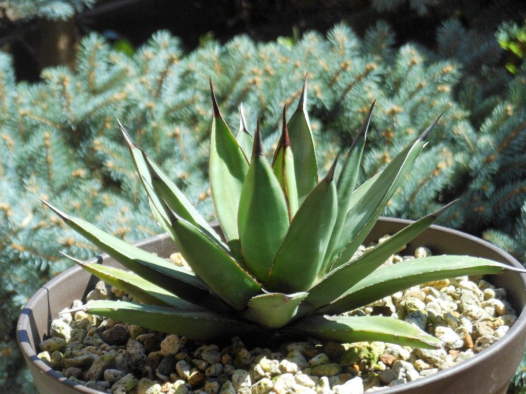 アガベ ロイヤルフラッシュ ①