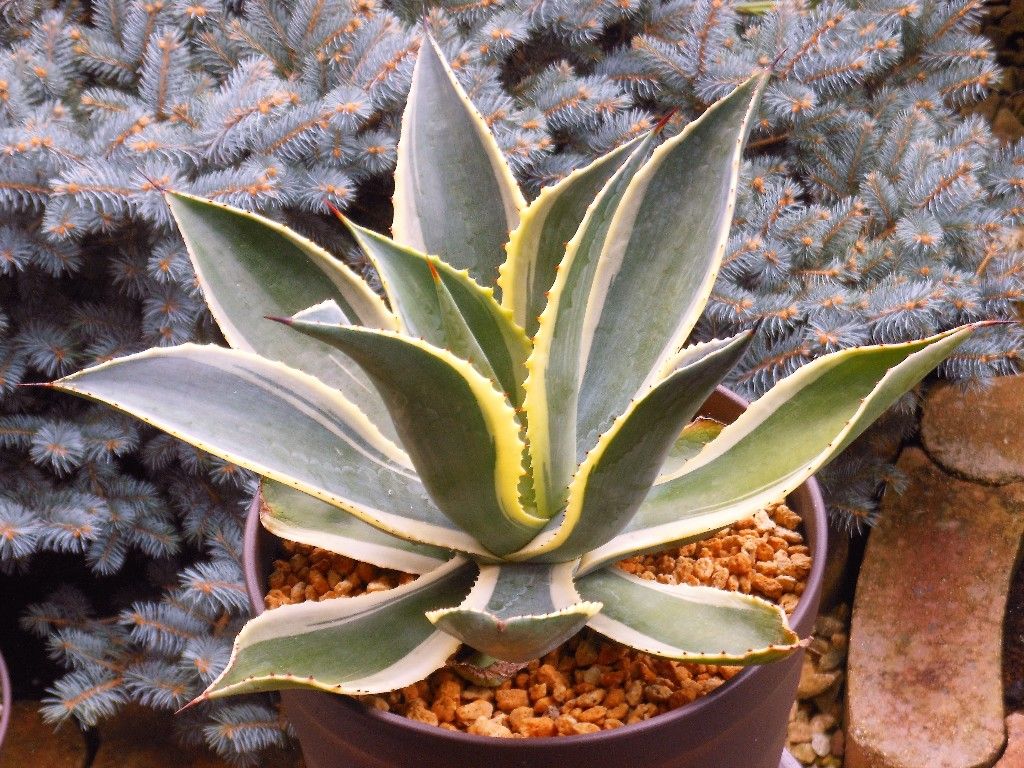 アガベ』 【セルシー錦】2 : 【My Favorite Plants】