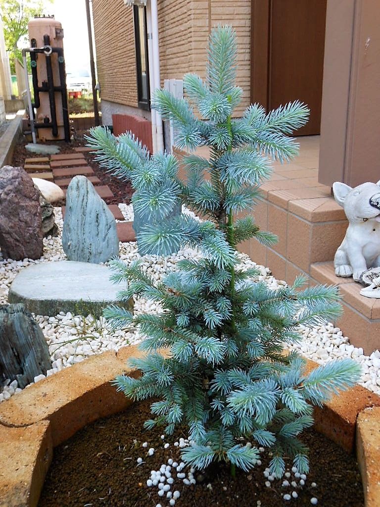 プンゲンストウヒ』 【ファットアルバート】 : 【My Favorite Plants】