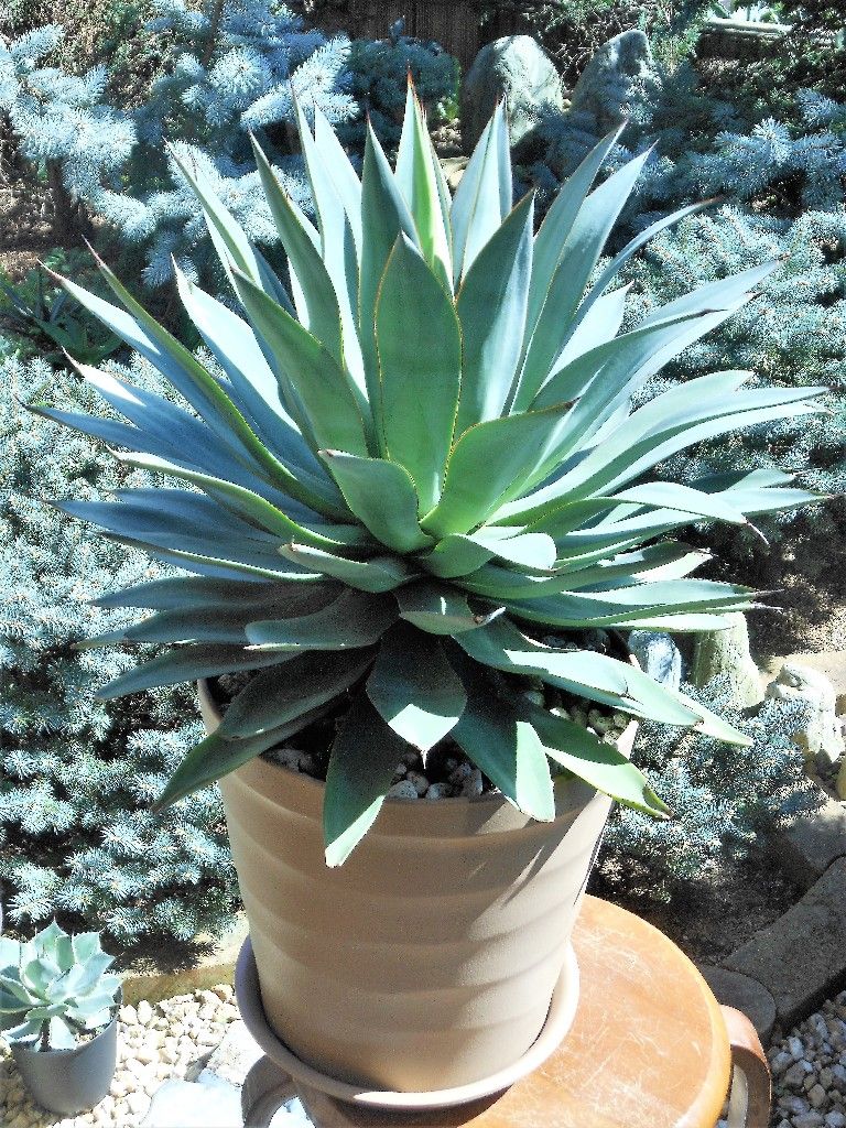 アガベ』 【ブルーフレーム】2 : 【My Favorite Plants】