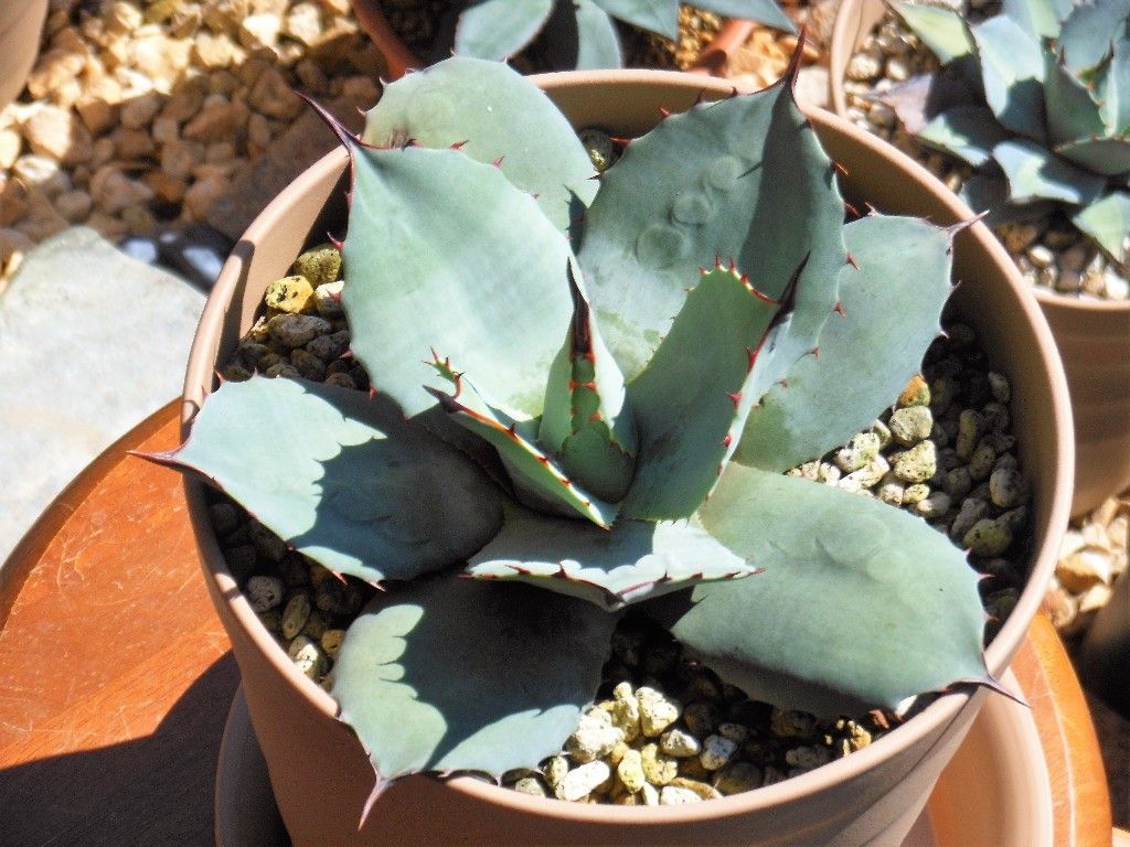 アガベ』 【パリー トランカータ】 : 【My Favorite Plants】 アガベ』 【パリー トランカータ】 : 【My Favorite Plants】