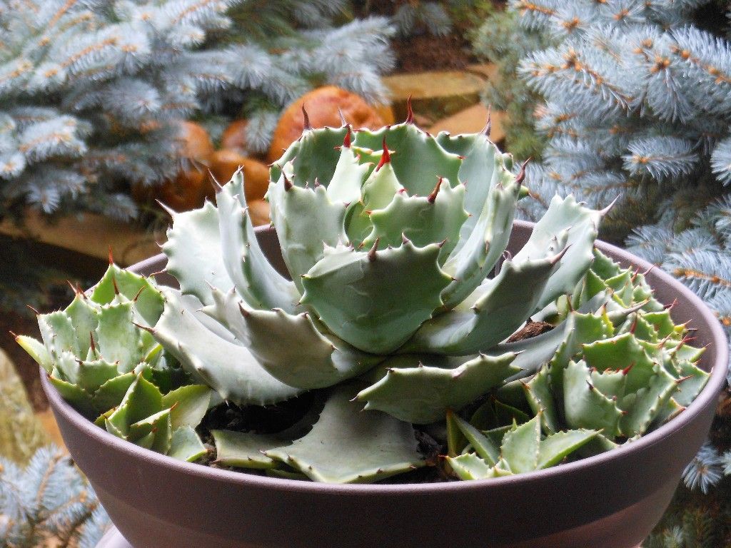 アガベ』 【イシスメンシス】 : 【My Favorite Plants】