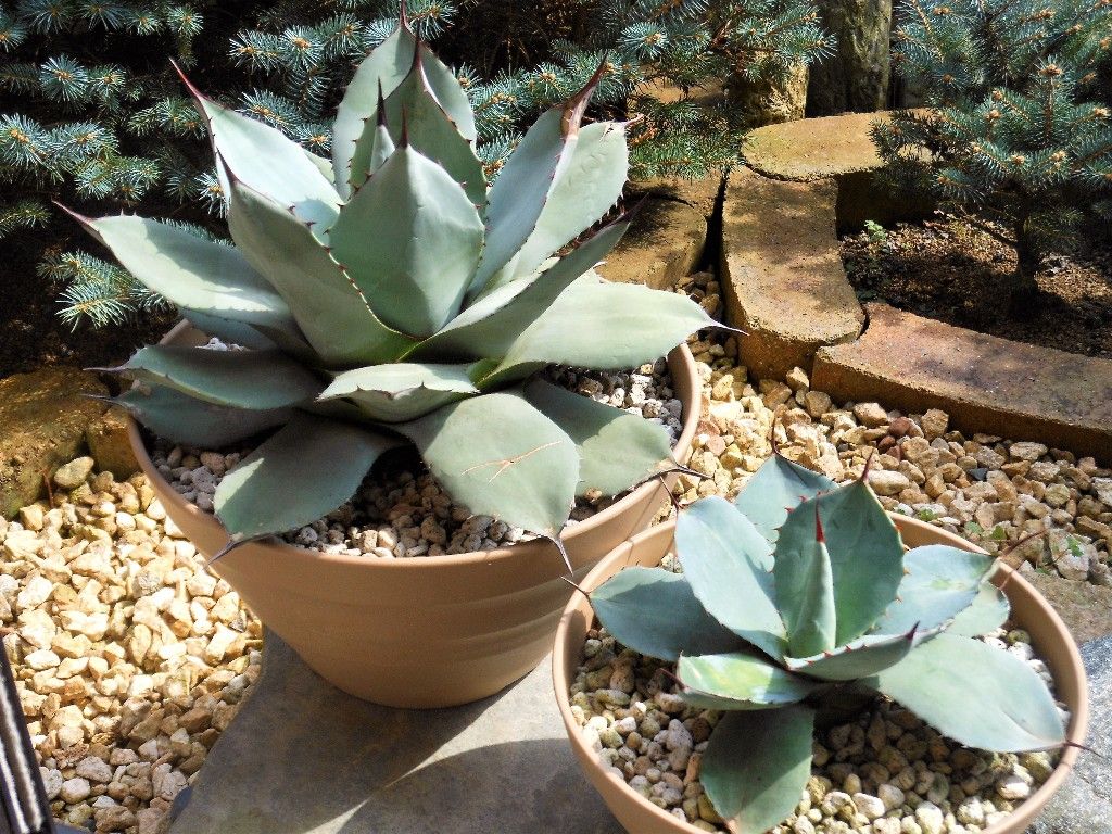 GREEN'men　アガベ　デザートデライト　パリー　ホーチエンシス アガベ デザートディライト パリー ホーチエンシス デザートデライト