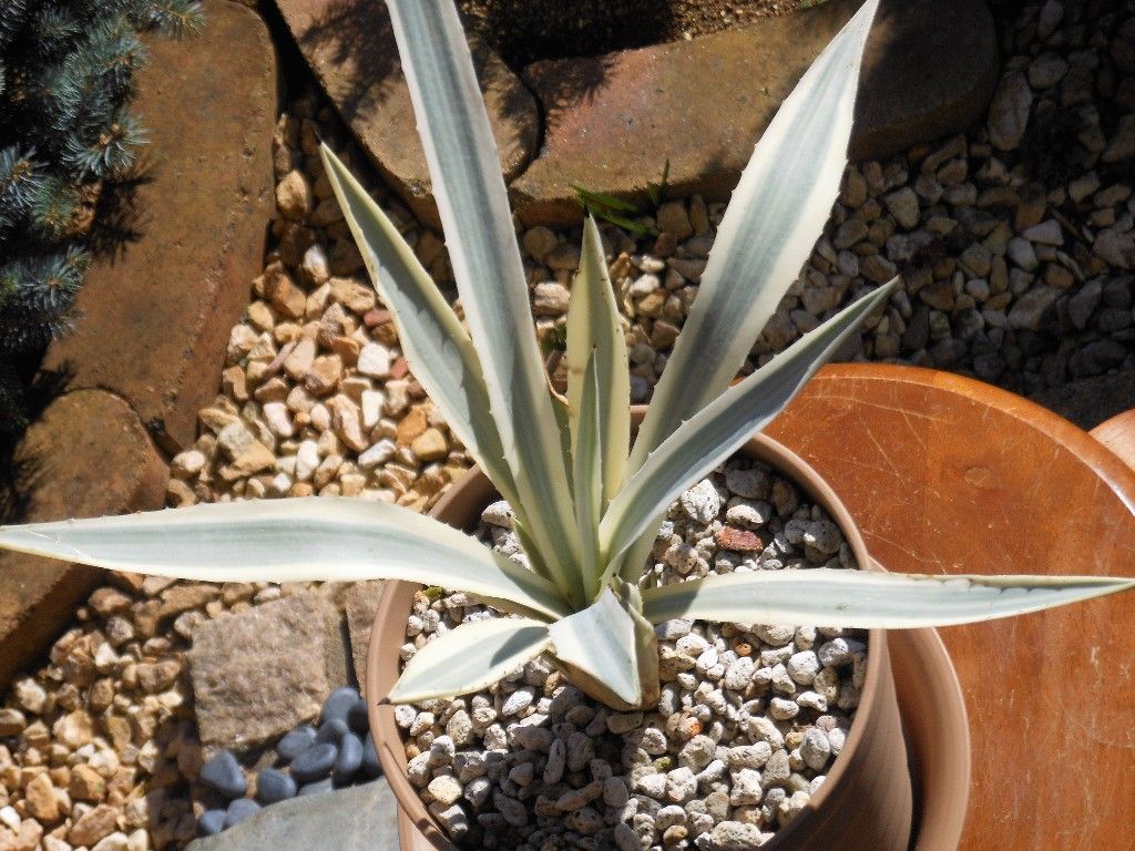 アガベ』 【ミルキーホワイト】 （ビビパラ ウッドロイ） : 【My