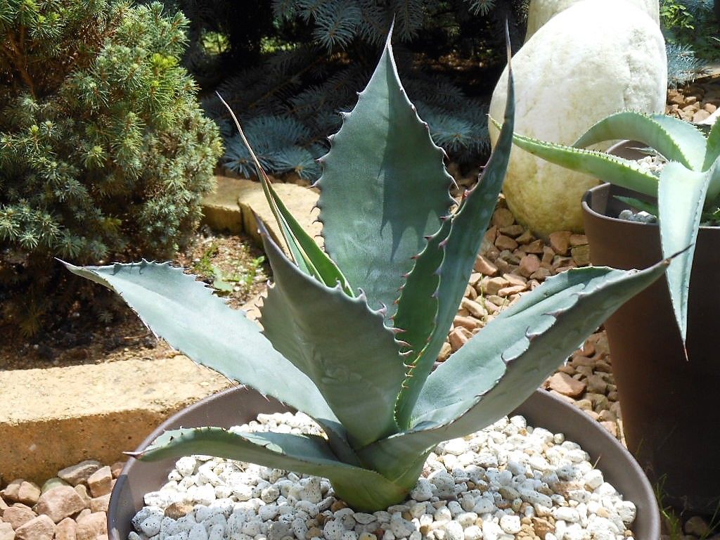 アガベ　アトロビレンス　ミラビリス　赤棘 アガベ』【アトロビレンス ミラビリス】 : 【BOTANICAL MAJESTY】