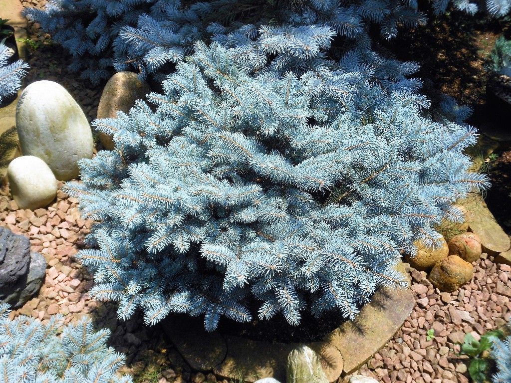 プンゲンストウヒ』 【グラウカ コンパクタ】 : 【My Favorite Plants】