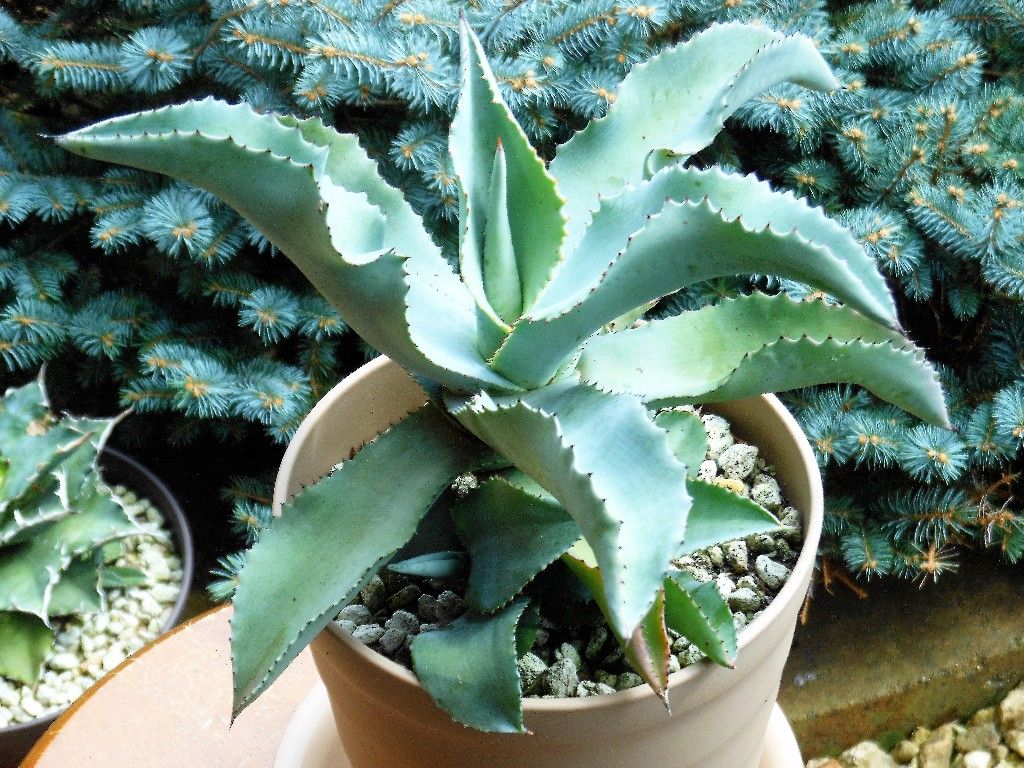 アガベ ジプソフィラ ２ １ My Favorite Plants