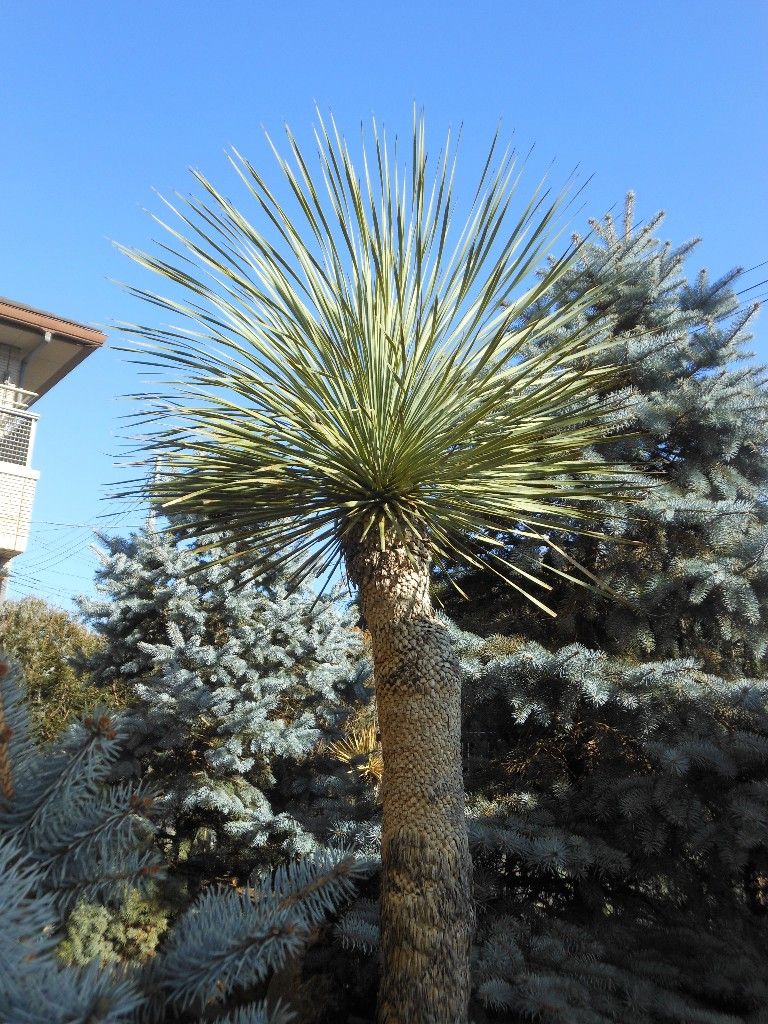 ユッカ　ロストラータ　幹太　成長点良好 ユッカ・ロストラータ（Yucca rostrata）の育て方、栽培記録