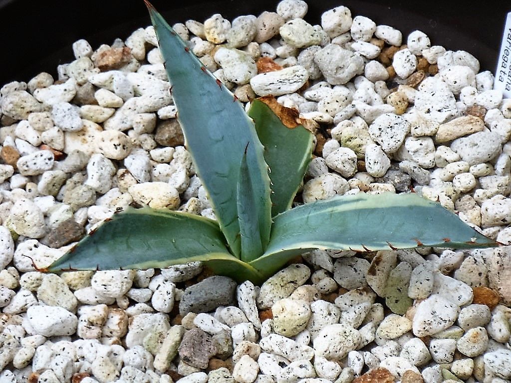 アガベ USパラサナ✖️マルガリータ胴切り天 アガベ USパラサナ