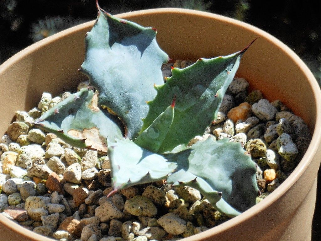 アガベ』 【コロラータ】2 【白岳殿】 【根津アガベ】 : 【My