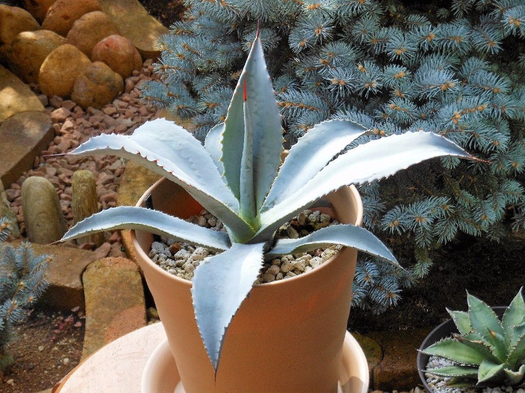 アガベ』 【ウィンテリアーナ】 : 【My Favorite Plants】